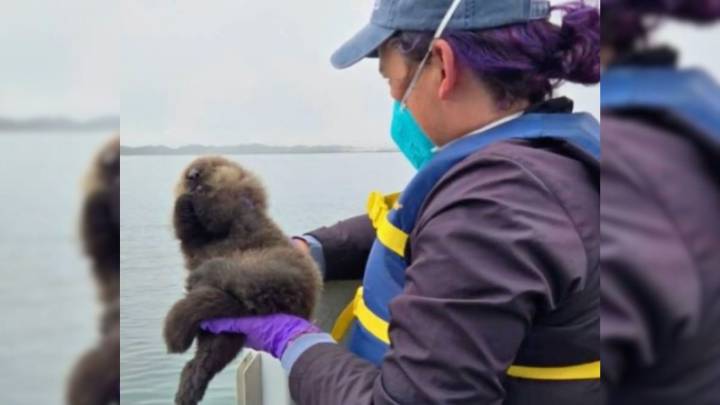 California Rescuers Stumble Upon A Stranded Animal, What They Find Next Is Unbelievable
