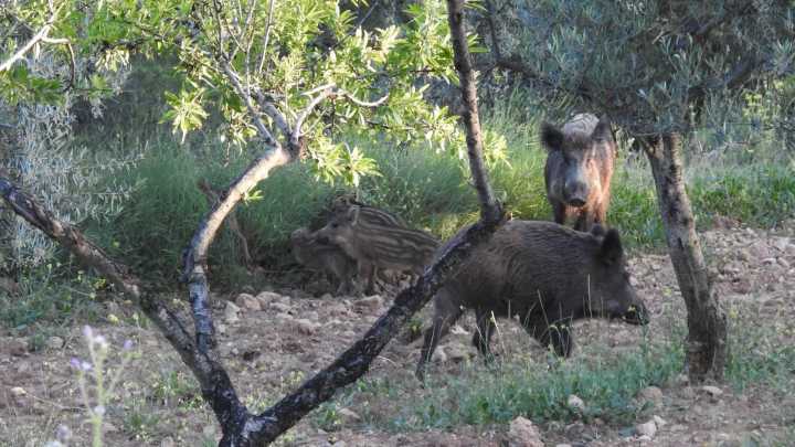 El Gobierno eleva a nueve los jabalíes contagiados por la peste porcina africana en Barcelona