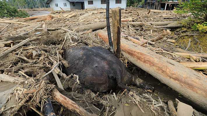Elefante de entre dos y cuatro toneladas muere por las inundaciones en Indonesia: habría sido arrastrado por las aguas