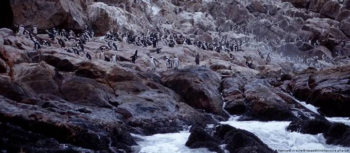 Documentan muerte masiva de pingüinos en Sudáfrica