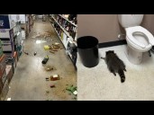 Raccoon breaks into liquor store, gets drunk and passes out