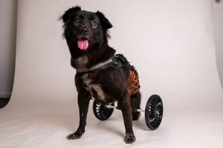 2-Legged Dog Returned to Shelter After Waiting Nearly 2 Years to Get Adopted