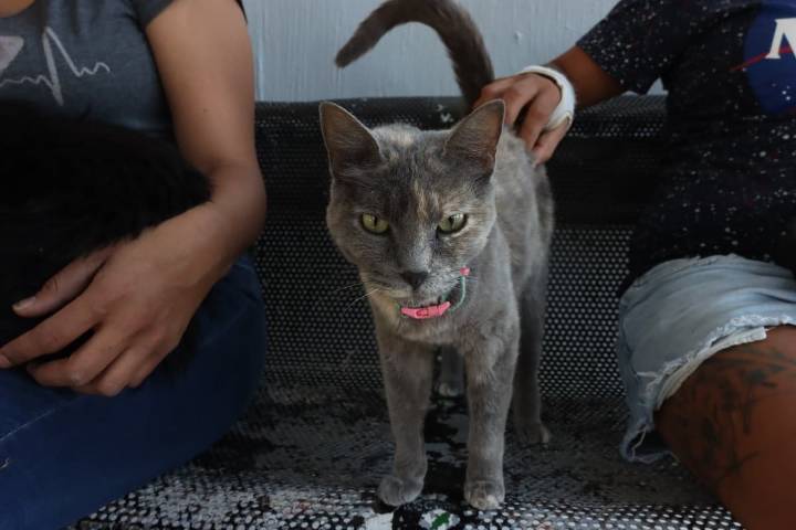 Endurece Tlaquepaque sanciones por maltrato animal