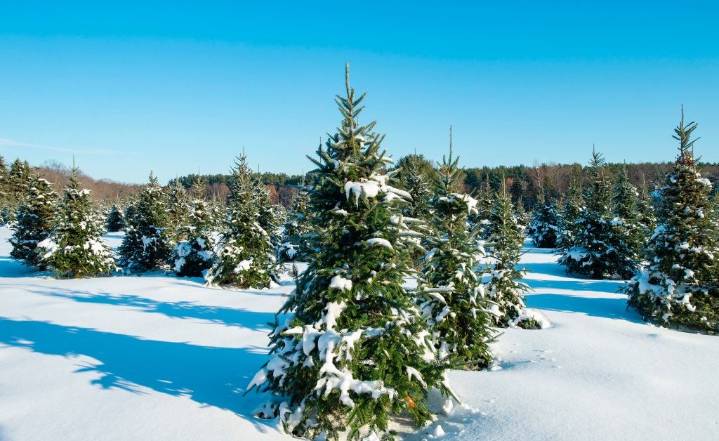 What Climate Change Means for White Christmases