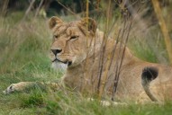 Teen mauled to death after climbing into zoo’s lion enclosure