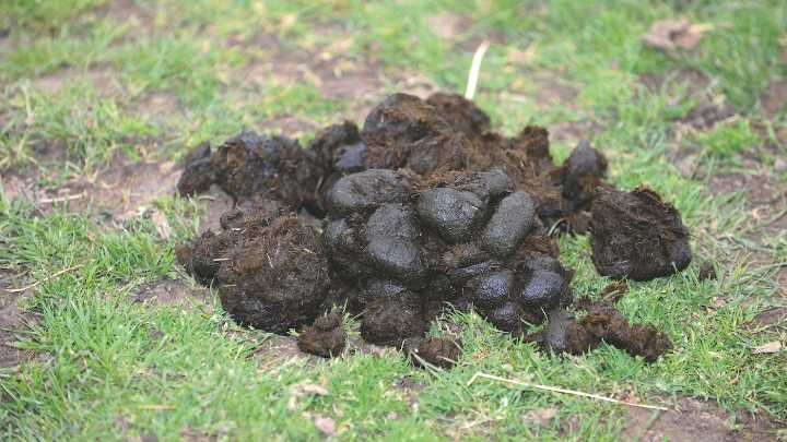 Owners warned of ‘notable rise’ in worm egg counts this autumn