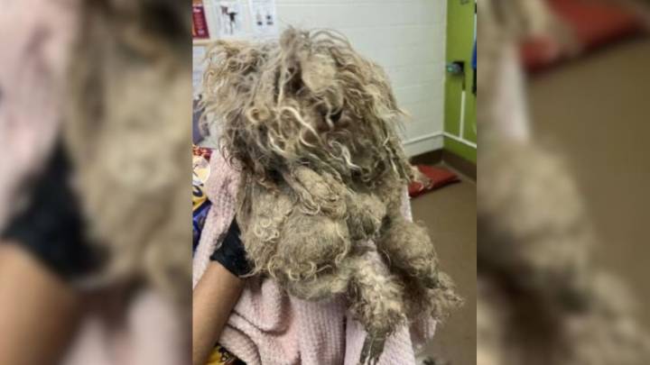 Missouri Pup Trapped Under Matted Fur Shows Rescuers A Life