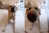 Dog Owner Heartbroken After Realizing Why He Gets Puppy Cam Notifications