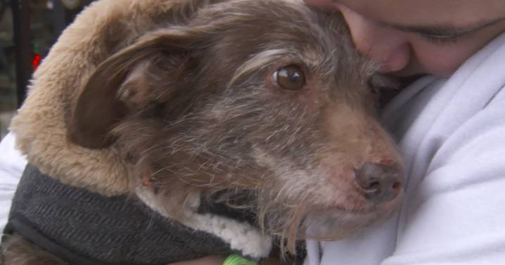 California dog found in Michigan reunited with family 5 years after going missing