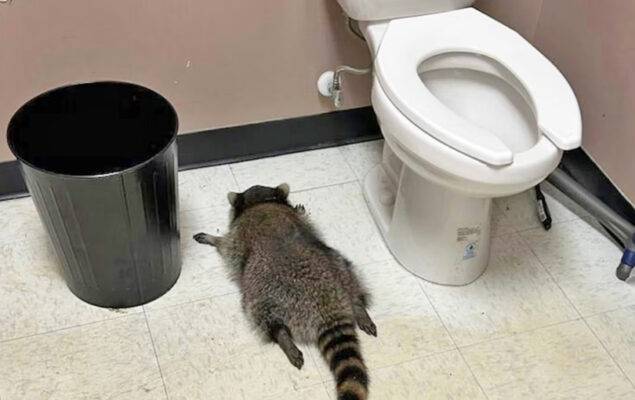 Mapache se emborrachó en licorería  y se quedó dormido en el baño