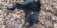 LDWF offers reward for black bear death information