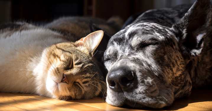 'Always reliable' cat and dog food delivery service with 314,364 five