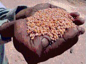 CEEW flags poor-quality protein intake among Indians