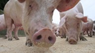 Sales of antibiotics used in food-producing livestock shot up in 2024