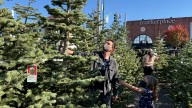 Where Christmas trees come from and how to care for them