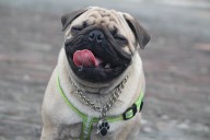 20 Best Foods for Pugs with Allergies