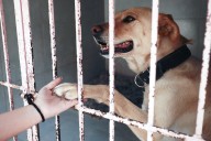 Activistas alertan sobre “desigualdad en realidades caninas” en México