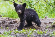 Why Black Bear Sightings Are Increasing in Texas