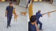 Mumbai: Terrifying Video Shows Stray Dog Lunging At Goregaon School Watchman's Shoulder To Bite