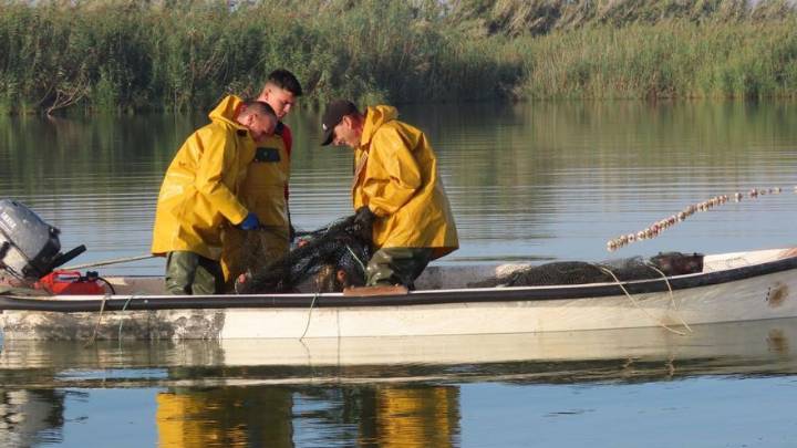Riegos de Levante extrae El Hondo de Elche y Crevillent 23 toneladas de carpas y abre vías para vender a países del Este