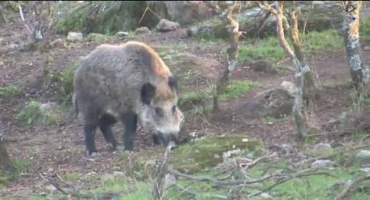 La Junta de Extremadura lanza un mensaje de tranquilidad ante el foco porcino detectado en Cataluña y llama a frenar los bulos More