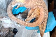 Desde ratas de caña hasta pangolines. Detuvieron a un hombre con 38 kilos de carne silvestre congelada en Londres