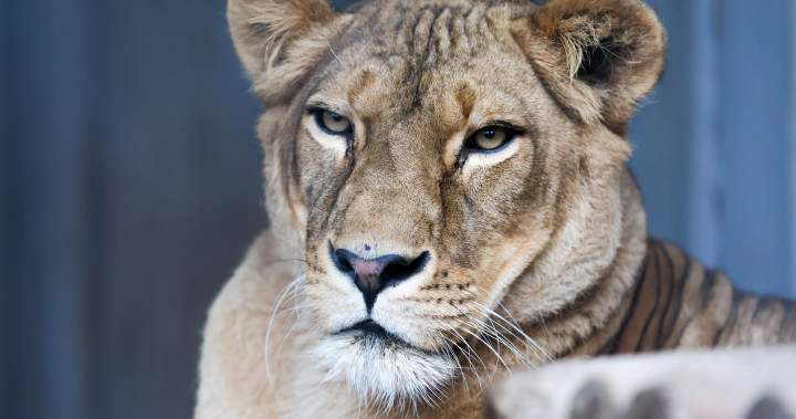 Man mauled to death by lion after breaking into enclosure in Brazil