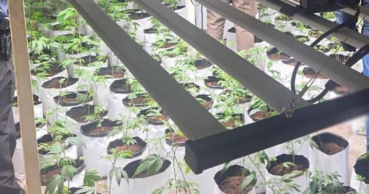 Incauta FGR 80 kilos de marihuana y destruye plantío en Jalisco