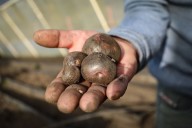 Comienza el 14º Ecofestival de la Papa Nativa en Gavidia