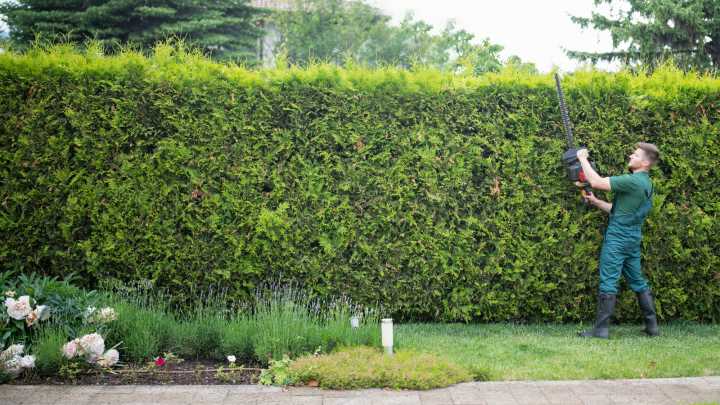 Single Or Double-Sided Hedge Trimmer: How To Choose The Best Tool For Your Needs