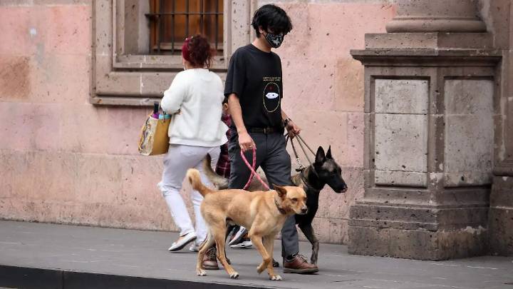 Votará Congreso de Michoacán fichas de búsqueda para mascotas