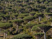 Are rainforests now a cause of, rather than the answer to, climate change?