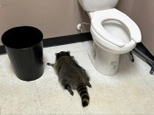 No fueron delincuentes: un mapache salvaje "asaltó" una licorería, bebió alcohol y terminó desmayado en el baño