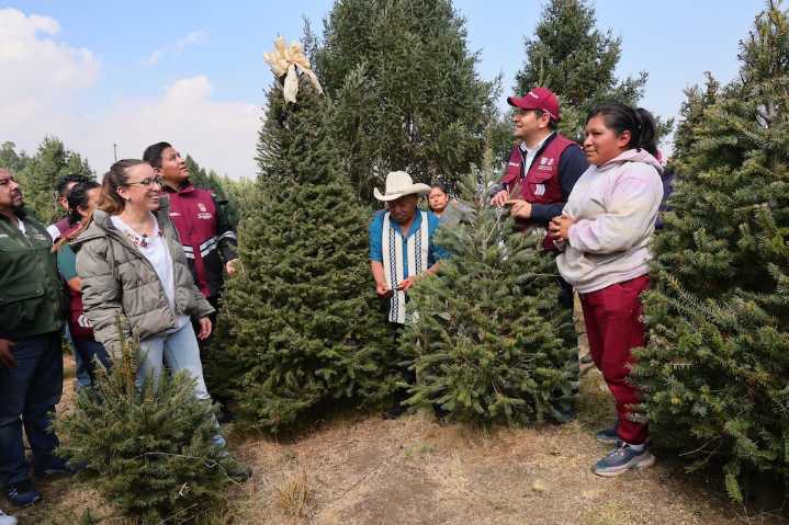 CDMX inicia venta de árboles de navidad sustentables