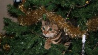 Cómo evitar que tu gato tire el árbol de Navidad: recomendaciones de un experto