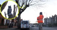 Police update after man confronted over his owl in tree