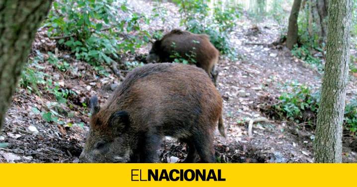 ¿Crees que la peste porcina africana ha salido de un laboratorio?