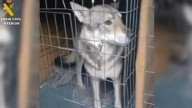 Retirados cinco perros lobo checoslovacos en Madrid tras el ataque a un menor