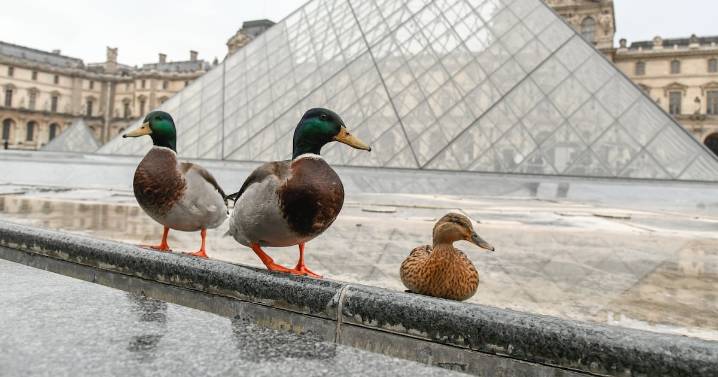 Louvre Sinks to New Low After Flooding Damages Hundreds of Books