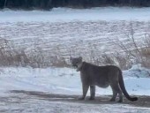 Duluth cougar traveled hundreds of miles across state