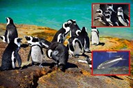 Colapso de sardinas deja a más de 60 mil pingüinos africanos al borde de la extinción