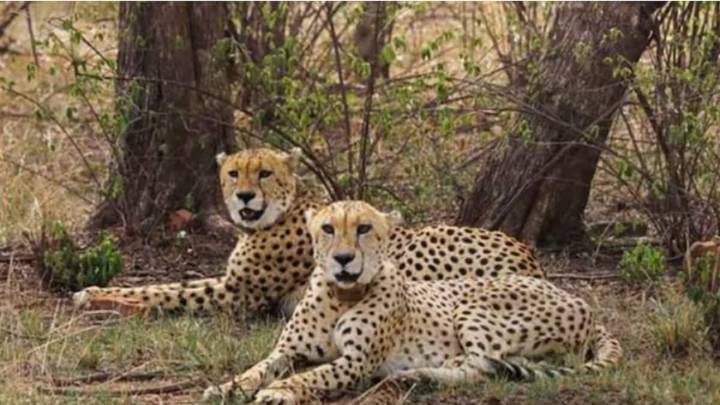 Cheetah Veera's 10-Month-Old Cub Dies Day After Being Released Into Wild At Kuno