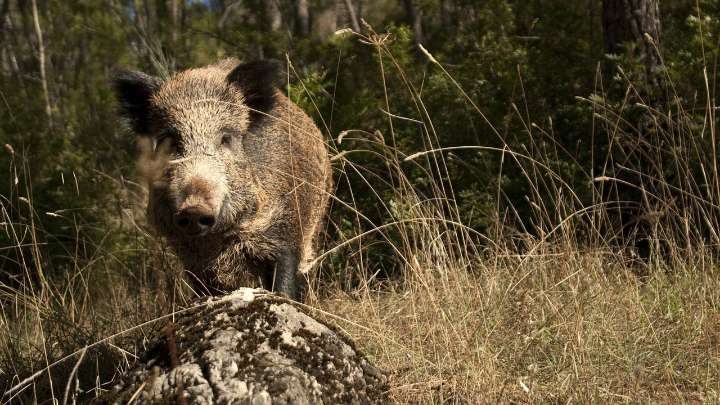 Peste porcina africana: cómo sé si un filete de cerdo o el jamón está contaminado