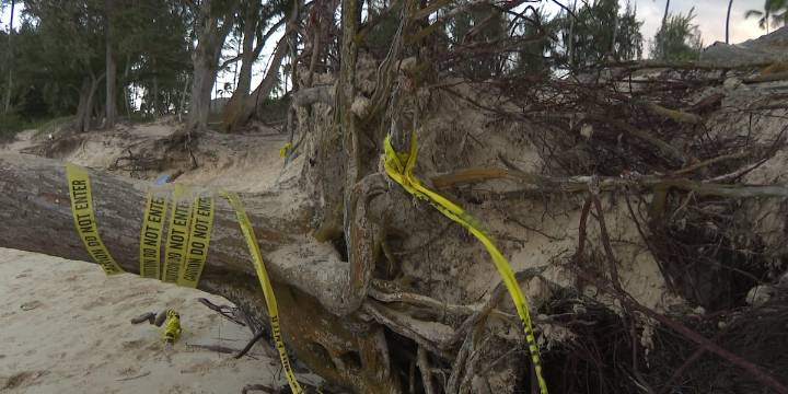 Erosion fears prompt removal of 12 ironwood trees at Kailua Beach