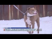 Outdoor animals and freezing temperatures