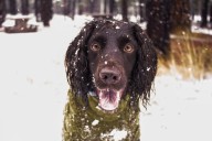 Don’t forget pets when preparing for winter’s cold. Here’s what experts recommend