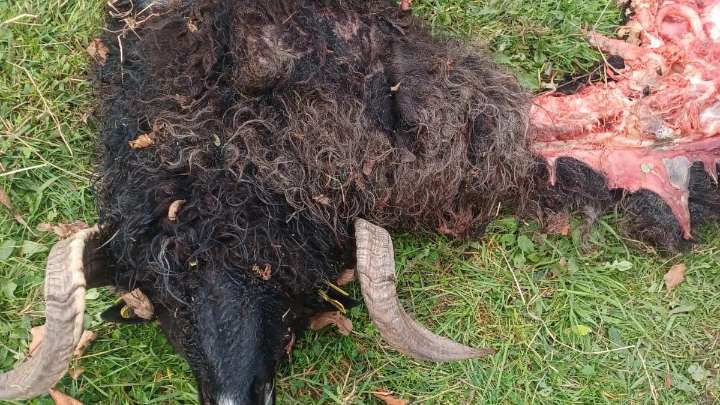 Nuevos ataques del lobo al ganado en el Aramo: "Lo dejo, las han matado a todas"