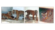 Four tiger cubs die after rescue