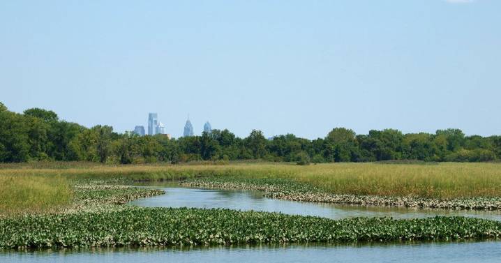 Restoring Wetlands at Philadelphia's John Heinz National Wildlife Refuge