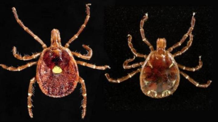 No, Bill Gates didn't create the tick-borne red meat allergy, despite what online conspiracy theorists claim